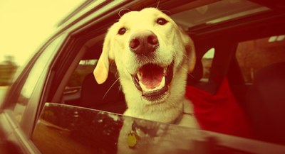 National Dog Day – 2023 Best Cars for Dog Lovers List